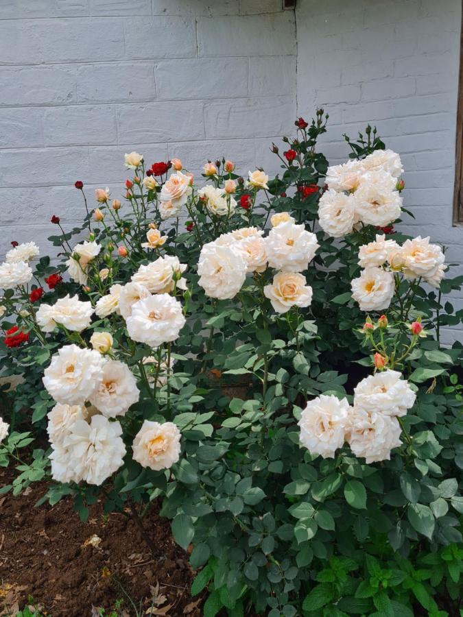 Lions River Piccadilly Farm Cottages מראה חיצוני תמונה