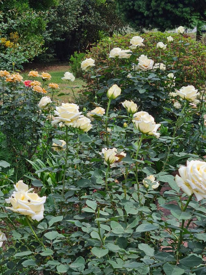 Lions River Piccadilly Farm Cottages מראה חיצוני תמונה